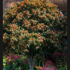 Beni Kin Mokusei Red Fragrant Sweet Tea Olive Osmanthus fragran Rooted Starter Plant~~Absolutely Delightful Fragrance!