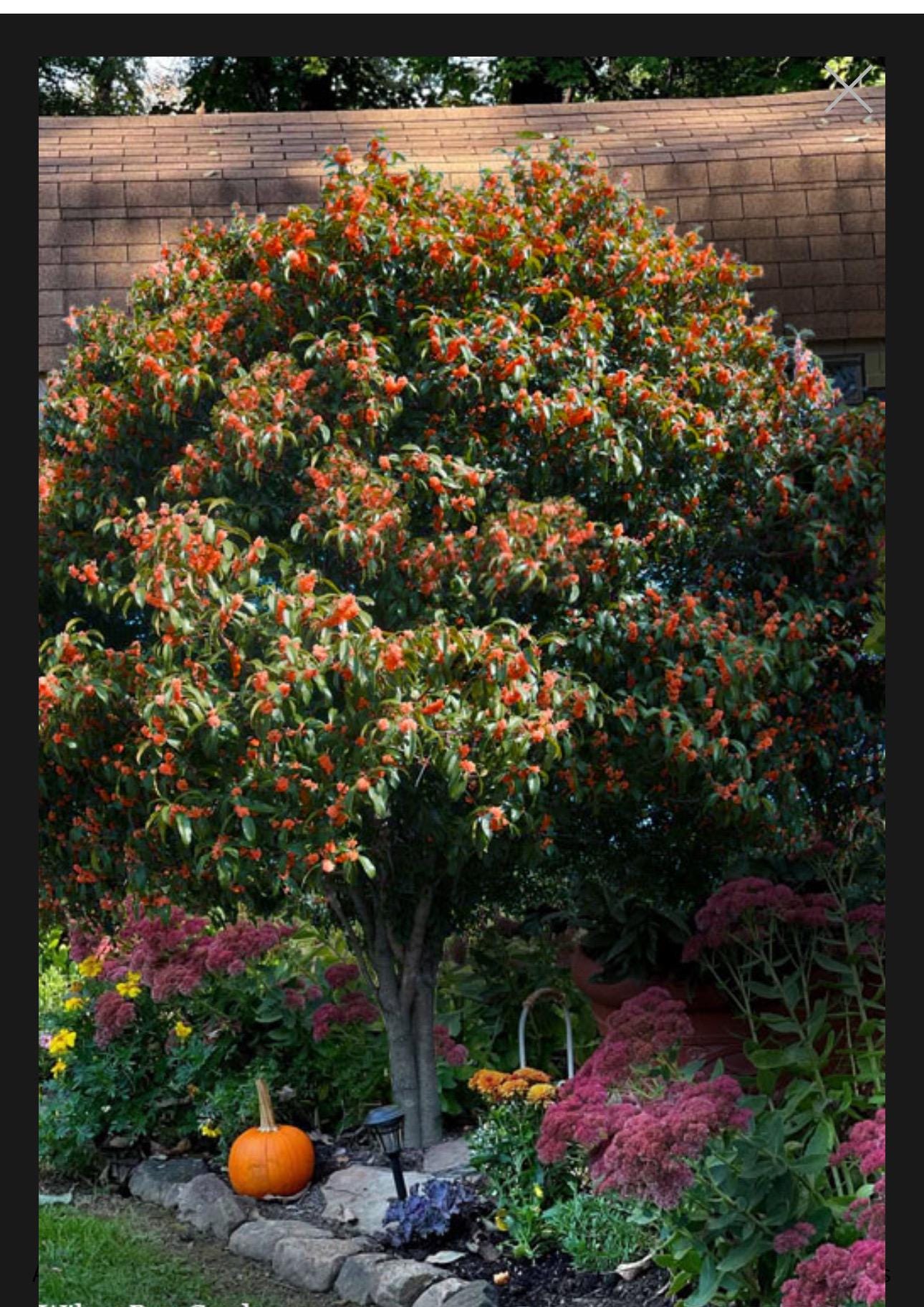 Beni Kin Mokusei Fragrant Sweet Tea Olive Osmanthus Fragran Rooted