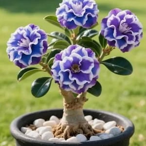 May include: A potted desert rose plant with vibrant purple and white flowers. The flowers have ruffled petals and are in full bloom. The plant is in a black pot with white stones at the base, set against a blurred green background.