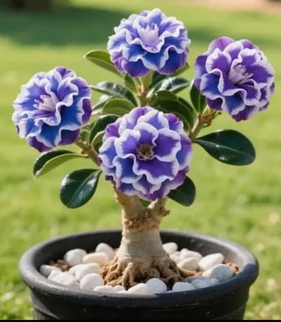 Blueberry Parfait ~ Desert Rose Adenium Obesum SMALL Rooted Seedling Plant