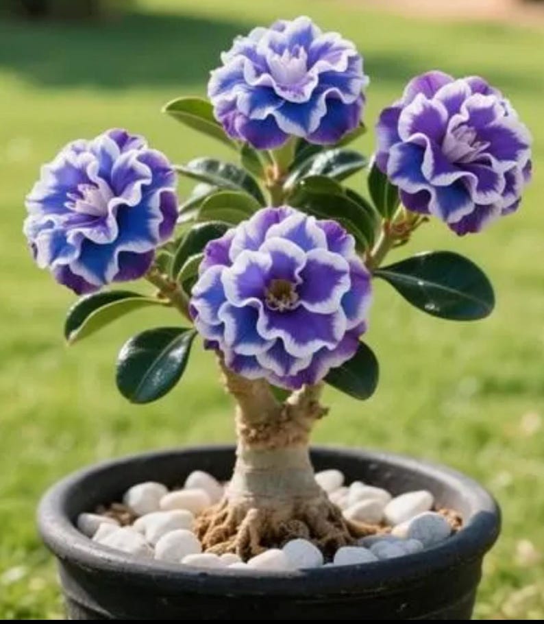May include: A potted desert rose plant with vibrant purple and white flowers. The flowers have ruffled petals and are in full bloom. The plant is in a black pot with white stones at the base, set against a blurred green background.