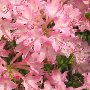 Pink Pearl~~Azalea Rhododendron Starter Plant~~Simply Gorgeous!!!