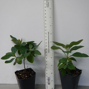 以下が含まれることがあります： 緑の葉と黒い土が入った2つの小さな鉢植え植物。白い定規の隣にあります。定規は最大30cmまで測定します。植物は黒いプラスチックの鉢に入っており、白い背景に配置されています。