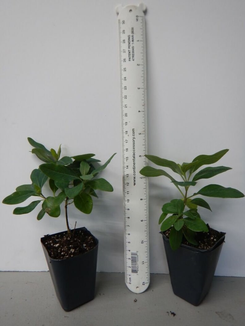以下が含まれることがあります： 緑の葉と黒い土が入った2つの小さな鉢植え植物。白い定規の隣にあります。定規は最大30cmまで測定します。植物は黒いプラスチックの鉢に入っており、白い背景に配置されています。
