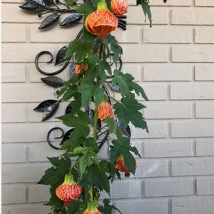 Tiger Eye Abutilon Flowering Maple SMALL ROOTED STARTER Plant~Unique Profuse Bloomer!