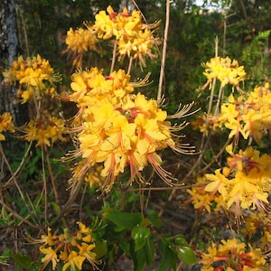 FANTASTIQUE~Aromi Azalea Rhododendron Hybrid~ Starter Plant~~Deciduous Rooted Plant~Not Dead it is DORMANT! Fragrant Blooms!!!