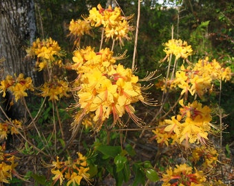 FANTASTIQUE~Aromi Azalea Rhododendron Hybrid~ Starter Plant~~Deciduous Rooted Plant~Not Dead it is DORMANT! Fragrant Blooms!!!