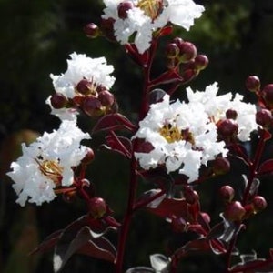 May include: White crape myrtle flowers with dark red stems and leaves. The flowers are in full bloom and have a delicate, ruffled appearance.