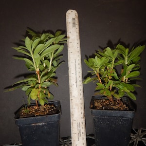 May include: Two small green plants in black plastic pots, each about 4 inches in diameter. A ruler is placed next to the pots for scale.