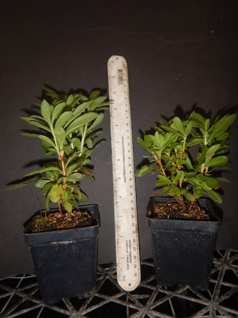 May include: Two small green plants in black plastic pots, each about 4 inches in diameter. A ruler is placed next to the pots for scale.