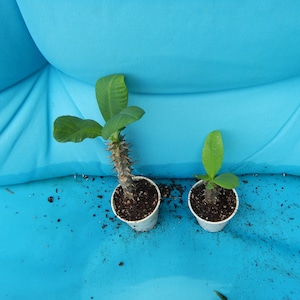 May include: Two small potted plants with green leaves and spiky stems. The plants are in white paper pots, set against a bright blue background. One plant is larger than the other.