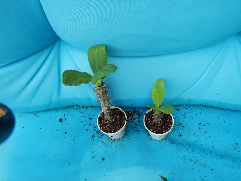 May include: Two small potted plants with green leaves and spiky stems. The plants are in white paper pots, set against a bright blue background. One plant is larger than the other.