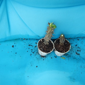 May include: Two small potted plants with spiky stems and green leaves. The plants are in white paper cups filled with soil. The background is a bright blue surface with some scattered soil.