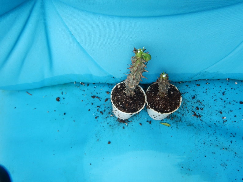May include: Two small potted plants with spiky stems and green leaves. The plants are in white paper cups filled with soil. The background is a bright blue surface with some scattered soil.