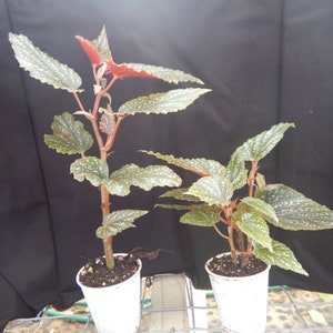 Angelwing Begonia Benigo Pink Well Rooted Starter PlantThe Older the Leaves Get the More Pink Comes Out image 2