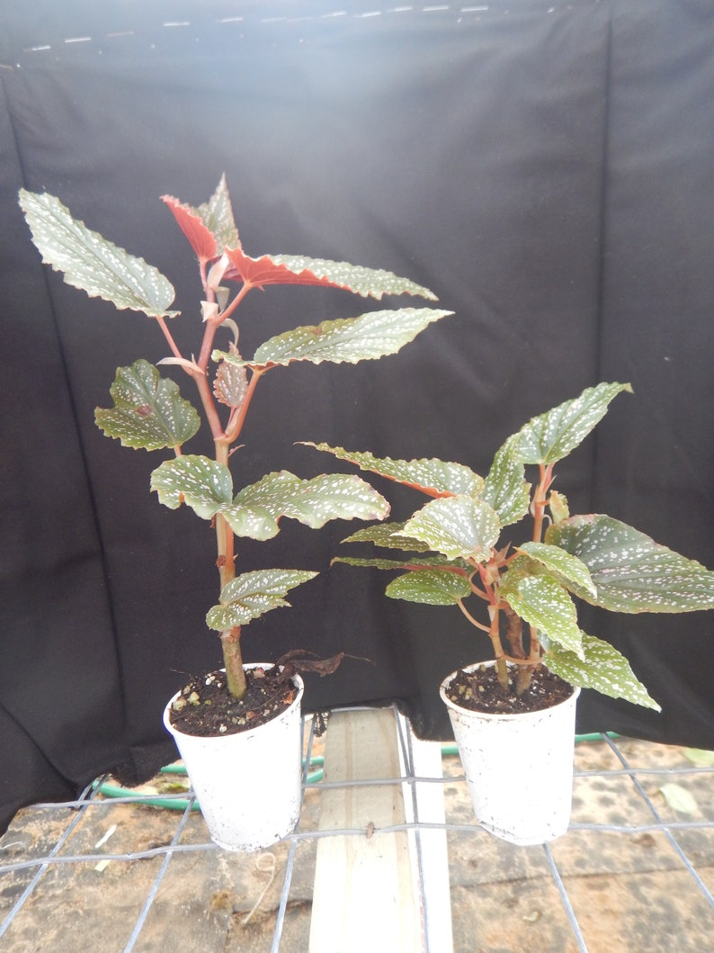 Angelwing Begonia Benigo Pink Well Rooted Starter PlantThe Older the Leaves Get the More Pink Comes Out image 2