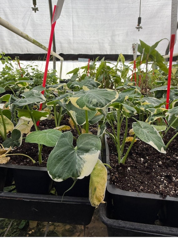 Mickey Mouse Xanthosoma Albo Marginata Variegated Alocasia