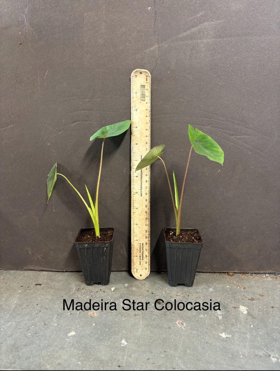 Madeira Star - Colocasia Esculenta- Elephant Ear - SMALL ROOTED