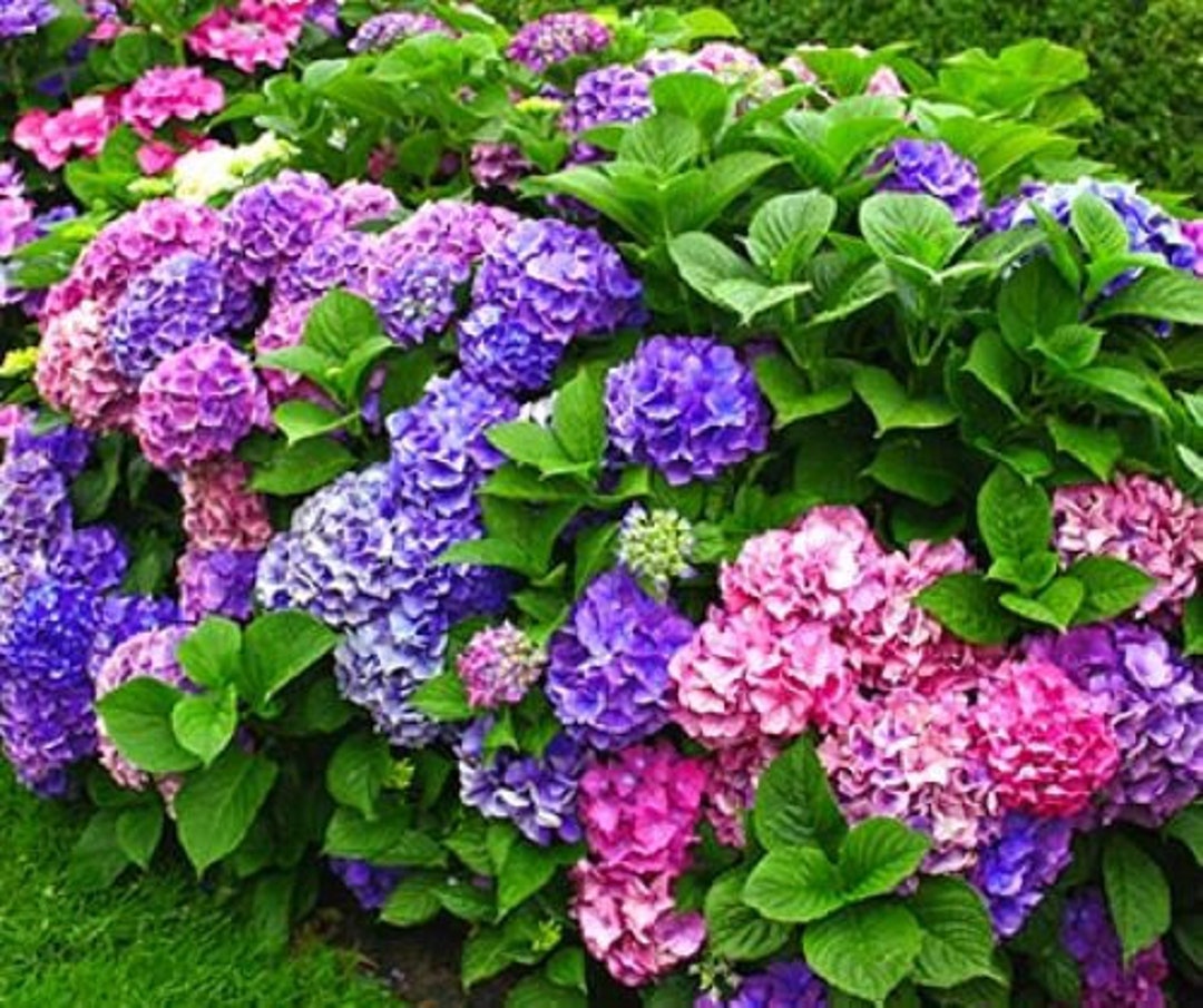 MERRITT S SUPREMEHydrangea Starter PlantBlue Purple to Deep Pink RedBloom color depends on the soil chemistrySee All Pictures Etsy
