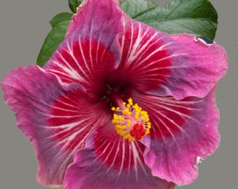 Me Oh My OH**Small Rooted Tropical Hibiscus Starter Plant**Ships Bare Root***Very Rare!