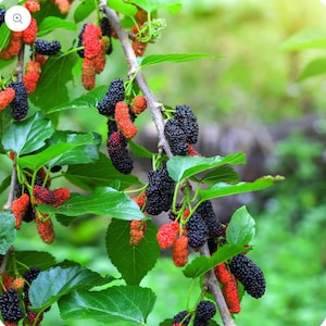 Dwarf Everbearing Black Mulberry Tree-STARTER PLANT- Morus nigra plant edible fruit