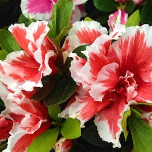 MARDI GRAS~~Azalea Rhododendron Deciduous Starter Plant~~Red & White Bi Color Blooms~~Absolutely Stunning!