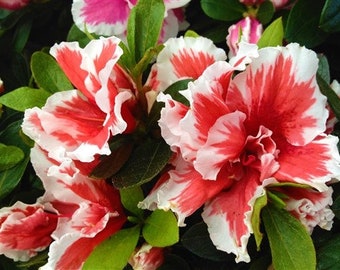 MARDI GRAS~~Azalea Rhododendron Deciduous Starter Plant~~Red & White Bi Color Blooms~~Absolutely Stunning!