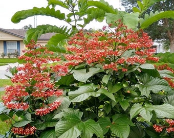 Orange Pagoda Starter Plant (Clerodendrum Paniculatum) - Small, Well-Rooted, Ships In Pot