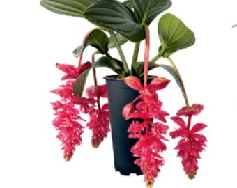Royal Intenz Magnifica Medinilla Plant~~Live Well Rooted Starter Plant~ Gorgeous Pendulous Pink Blooms~