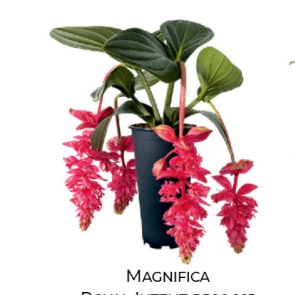 Royal Intenz Magnifica Medinilla Plant~~Live Well Rooted Starter Plant~ Gorgeous Pendulous Pink Blooms~