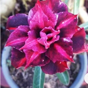 King Purple ~ Desert Rose Adenium Obesum SMALL Rooted Seedling Plant
