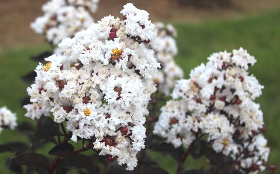 Buy Ebony Fire Crape Myrtle | FREE SHIPPING |7 Gallon Pot | Wilson Bros Gardens