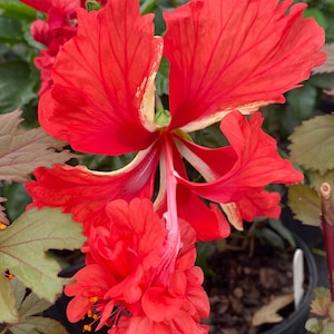 RED LION&#39;S TAIL** Pompom poodle Tail~~El Capitola Hibiscus Plant***Well Rooted Starter Plant!