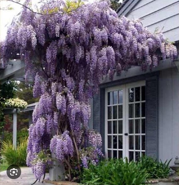 Amethyst Falls Wisteria Macrostachys Tree~small Well Rooted