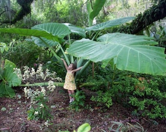 THAILAND GIANT Elephant Ear Colocasia Esculenta Small Rooted STARTER Plant