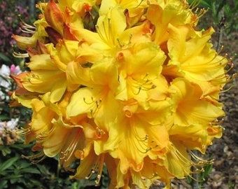 SPRING FANFARE~~Aromi Deciduous Azalea Rhododendron~~Well Rooted Starter Plant~~Please Read All Info & See All Pics! May be Dormant!