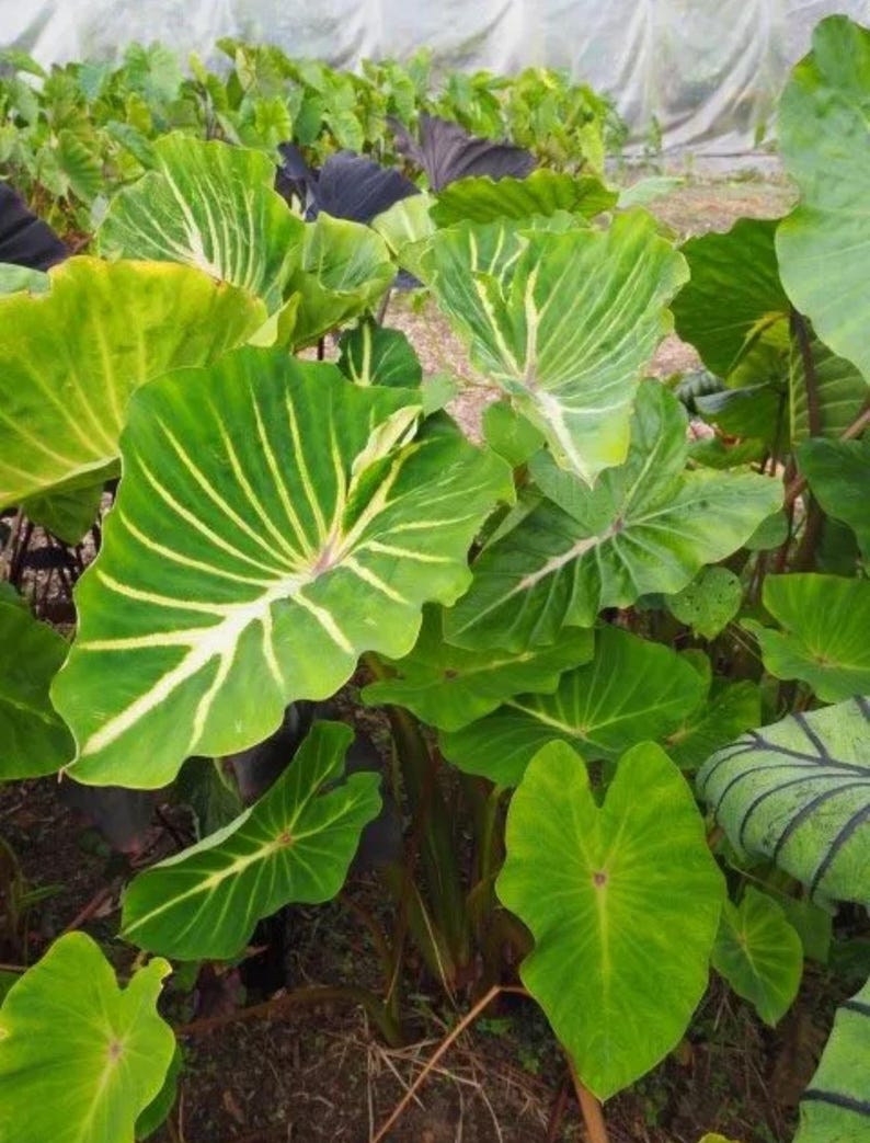 Variegated Taro Pharaoh’s Dream- Colocasia Esculenta- Elephant Ear - SMALL ROOTED ...