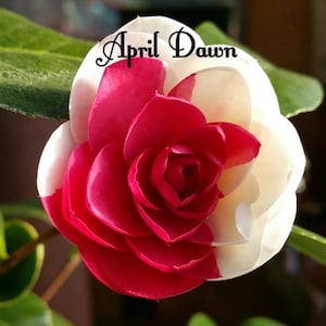 APRIL DAWN**Bicolor Bloom** Camellia Japonica-Live Starter Plant