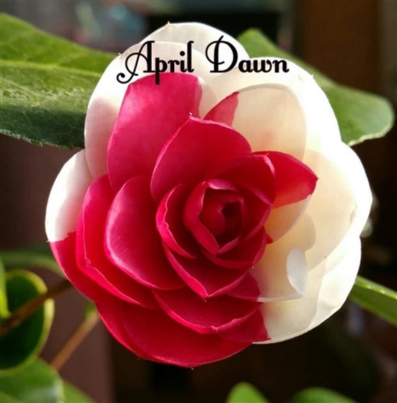 APRIL Dawn**bicolor Bloom** Camellia Japonica-live Starter Plant - Etsy