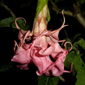 DALENS ARMOUR~~Angels Trumpet Brugmansia Tropical Plant~~Beautiful Blooming Plant~~Well Rooted STARTER Plant