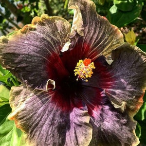 BLACK RAINBOWSMALL Rooted Tropical Hibiscus Starter PlantShips Bare RootVery Rare image 7