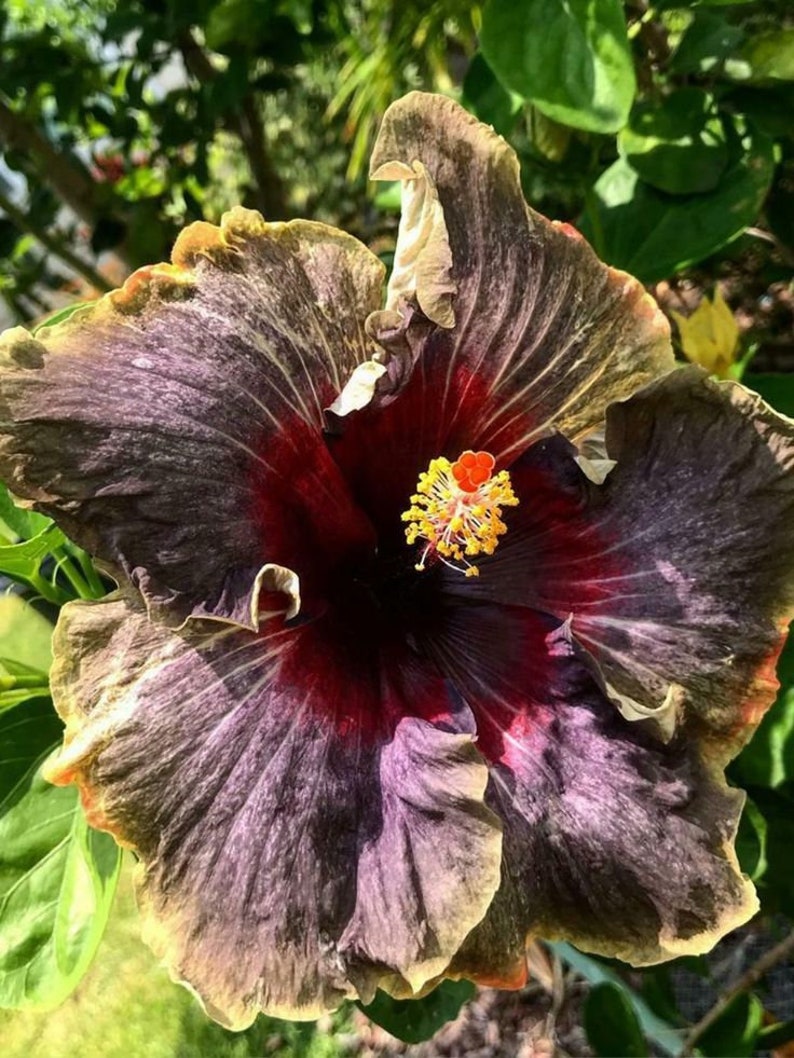 BLACK RAINBOWSMALL Rooted Tropical Hibiscus Starter PlantShips Bare RootVery Rare image 7