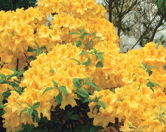 GOLDEN LIGHTS~~Deciduous Azalea Rhododendron~Well Rooted SMALL Starter Plant~~Vibrant Yellow~Breath Taking!!