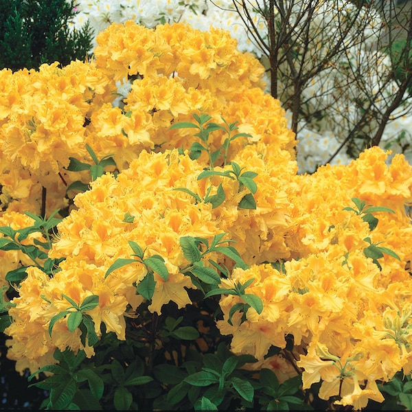 GOLDEN LIGHTS~~Deciduous Azalea Rhododendron~Well Rooted SMALL Starter Plant~~Vibrant Yellow~Breath Taking!!