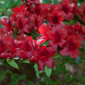 MIDNIGHT FLARE~~Azalea Rhododendron Deciduous Small Rooted Starter Plant