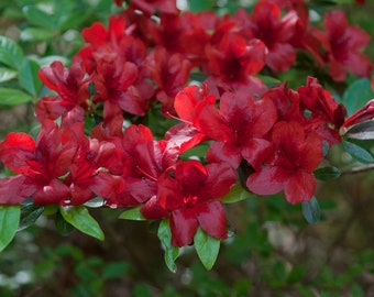 MIDNIGHT FLARE~~Azalea Rhododendron Deciduous Small Rooted Starter Plant