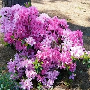 North Lake Beauty~~Azalea Rhododendron Small Rooted Starter Plant~~