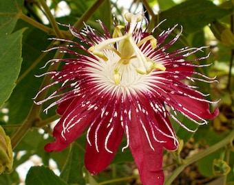 LADY MARGARET Passion Flower Vine~~Red Burgundy Passion Flower Vine Fragrant Small Rooted Starter Plant Passiflora