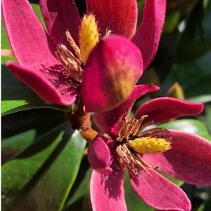 May include: Close-up of a burgundy magnolia flower with multiple petals and a yellow center. The flower is in full bloom, with green leaves in the background. The petals have a velvety texture, and the flower is in direct sunlight.