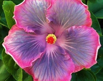 Magic Crystal Small Tropical Hibiscus Rooted Starter Plant